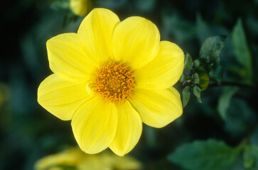 Fototapeta premium Dahlia nain simple 'Cadre Jaune'