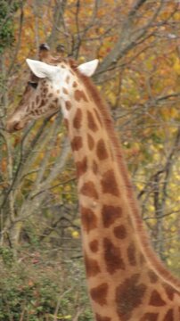 Girafe adulte dans un paysage forestier automnal