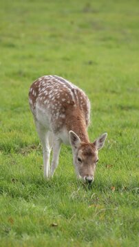 Jeune daim broutant paisiblement dans une prairie
