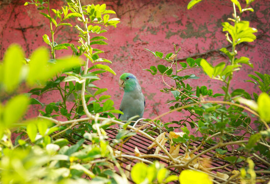 Forpus parrot bird in garden
