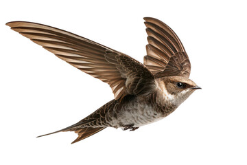 Obraz premium A bird is flying in the air