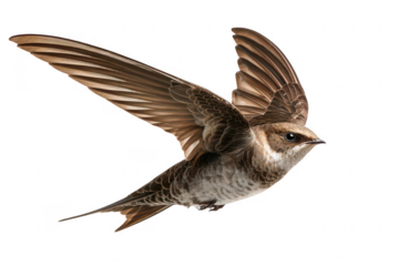 A bird is flying in the air