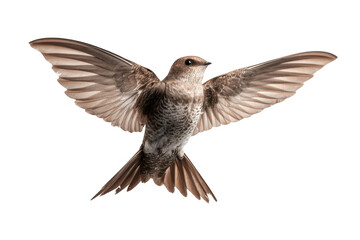 Obraz premium A bird with brown feathers is flying in the air