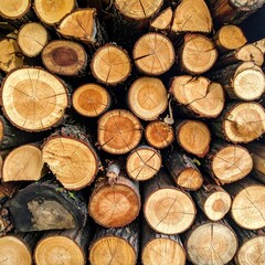 A detailed view of stacked, cut logs, showing wood grain patterns