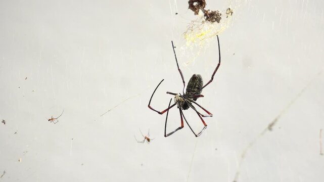 Close-up of a giant golden orbweaver spider.