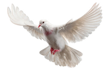 Obraz premium A white bird with red feet and a red beak flying in the air
