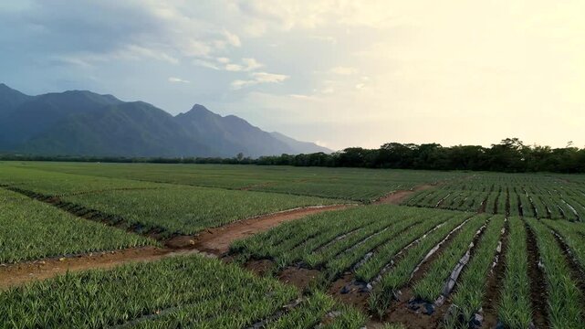 Pineapple Plantation Fields in Honduras with Mountain Backdrop at Sunset, Sustainable Agriculture