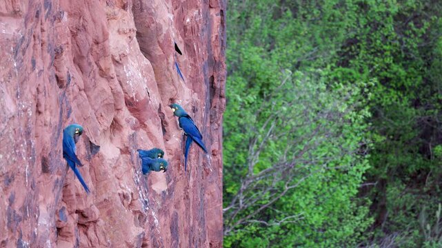 On cliff edge Endangered Lears Indigo Macaw parrot bird nesting cliff in Caatinga- from original 8K