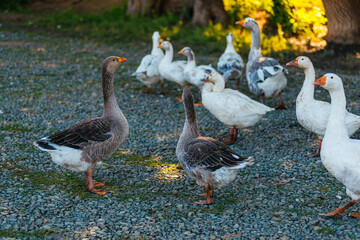 Obraz premium geese are walking on the farm