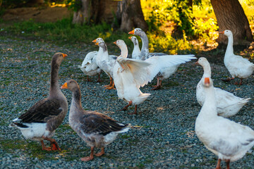 Fototapeta premium geese are walking on the farm
