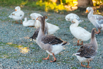 Fototapeta premium geese are walking on the farm