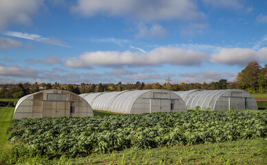 Lush cabbage field on a green farm with greenhouses in the background.