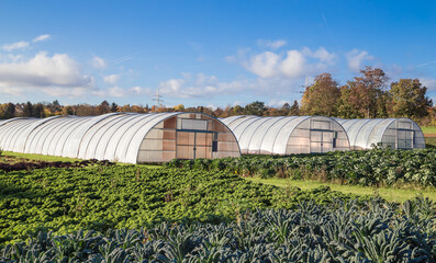 Lush cabbage field on a green farm with three greenhouses in the background.