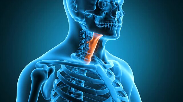 Medical Animation of Human Larynx Anatomy with Rib Cage and Blue X-Ray Effect for Healthcare Visualizations and