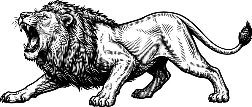 Majestic Roaring Lion Engraving Vector Illustration in Classic Woodcut Style for Wildlife, Strength, or Emblem Design