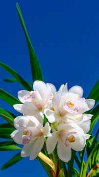 シンビジューム Images – Browse 658 Stock Photos, Vectors, and