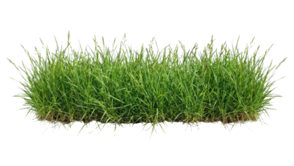 Fresh Green Grass Patch Isolated on White Background