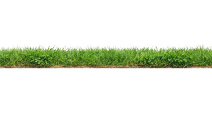 Green Grass Border Strip Isolated on White Background