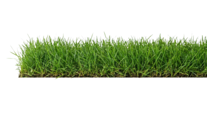 Natural Green Grass Strip Isolated on White Background