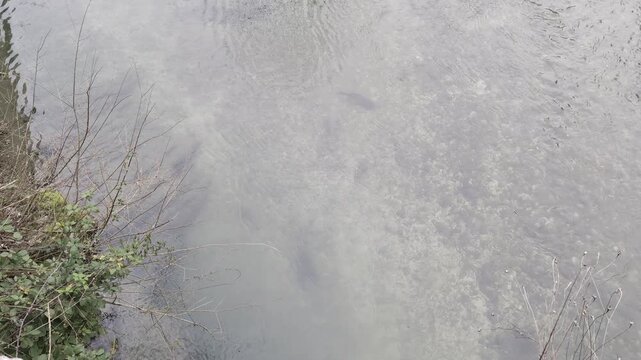 Acqua limpida del fiume a Genga con diversi pesci