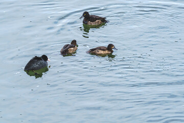 Kaczki nurkujące i pływające na spokojnej tafli wody, scena z życia dzikiego ptactwa wodnego.