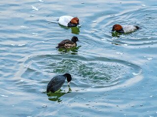 Kaczki nurkujące i pływające na spokojnej tafli wody, scena z życia dzikiego ptactwa wodnego.