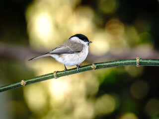 Mała sikora uboga (lub czarnogłówka) siedząca na cienkiej, zielonej gałązce na tle miękkiego, słonecznego bokeh w naturalnym środowisku. © Henryk Niestrój