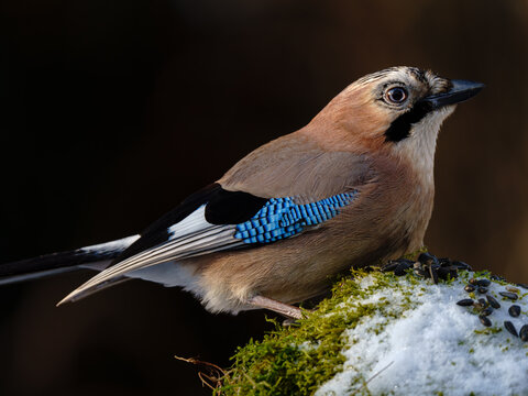 Profilowe ujęcie s&oacute;jki zwyczajnej (Garrulus glandarius) siedzącej na omszałym kamieniu pokrytym śniegiem, z wyraźnie widocznym błękitnym lusterkiem na skrzydle i ziarnami słonecznika w tle.