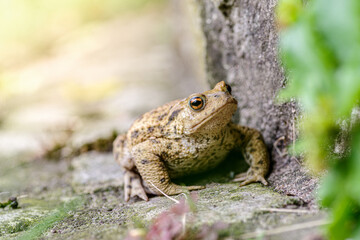 Ropucha siedząca na kamieniu przy pniu drzewa w naturalnym, leśnym otoczeniu. © Henryk Niestrój