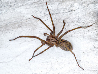Duży pająk z rodziny lejkowcowatych (kątnik domowy) na jasnej, chropowatej ścianie. Fotografia makro detali budowy ciała pająka, w tym długich odnóży i charakterystyczny wzór na odwłoku © Henryk Niestrój