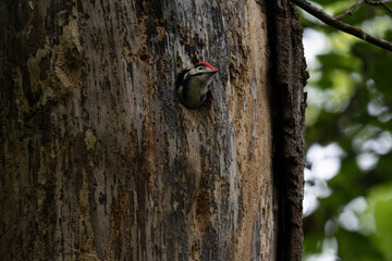 Fototapeta premium Great spotted woodpecker (Dendrocopos major) chick. With pied black and white plumage and a red patch on the lower belly, males and young birds also have red markings on the neck or head.