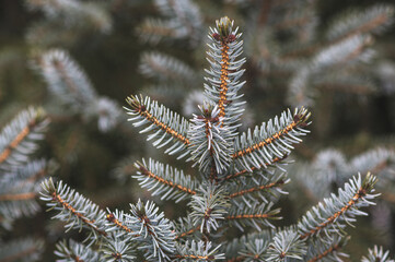 Zbliżenie gałązki świerka srebrnego z niebieskozielonymi igłami na naturalnym, delikatnie rozmytym tle © Henryk Niestrój