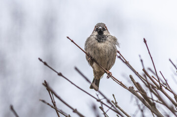 Wr&oacute;bel zwyczajny (Passer domesticus) siedzący na cienkich, bezlistnych gałązkach krzewu. Zbliżenie na małego, puszystego ptaka o szaro-brązowym upierzeniu na jasnym, jednolitym tle w pochmurny dzień.