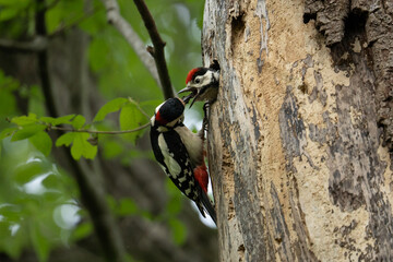Great spotted woodpecker (Dendrocopos major) feeding his chick. With pied black and white plumage and a red patch on the lower belly, males and young birds also have red markings on the neck or head