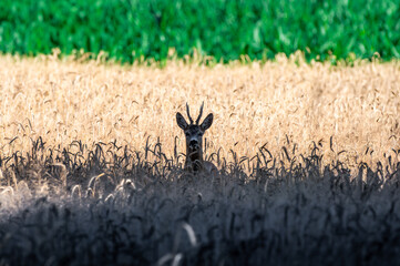 Portret koziołka sarny (rogacza) zaglądającego spośród kłosów dojrzałego zboża na tle zielonego pola. © Henryk Niestrój