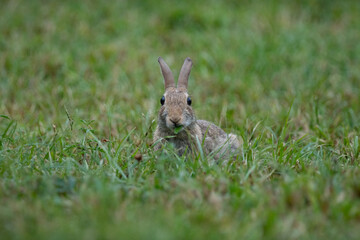 Fototapeta premium Portrait of eastern cottontail (Sylvilagus floridanus) eating, a species of rabbit in the family Leporidae. Known for its distinctive fluffy white tail, it inhabits open fields, and meadows
