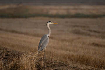 Fototapeta premium Grey heron posing in an open field in the countryside hunting for food, golden hour lights