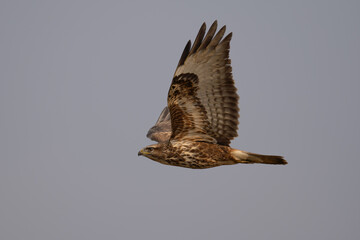 Fototapeta premium Common buzzards portrait flying over an open field during winter season in Europe. Sunset light on the plumage, side view profile