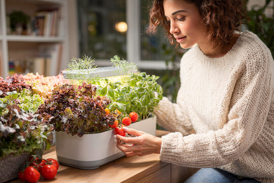 Mujer recogiendo tomates cherry de un huerto urbano en casa, Imagen para blog de estilo de vida sostenible y alimentaci&oacute;n saludable, Fotograf&iacute;a de interiores para marca de huertos urbanos