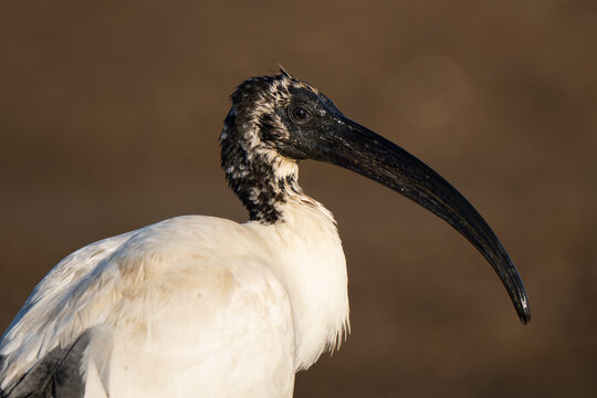 African sacred ibis foreground portrait in a field of the countryside. Typical long bill visible, with golden hour sunset light and colors
