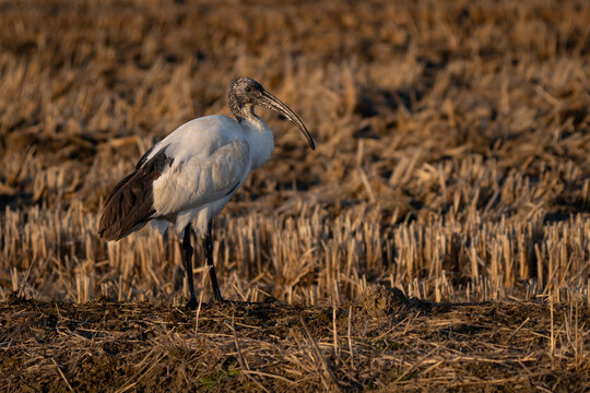 African sacred ibis in a field of the countryside. Typical long bill visible, with golden hour sunset light and colors