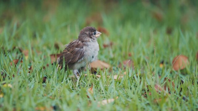 Chick of the sparrow walks in the garden