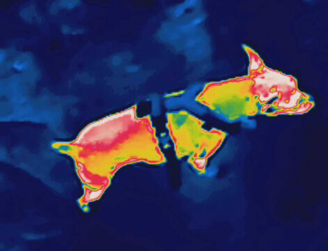 The dog has adjusted, walk dog. Image from thermal imager device.