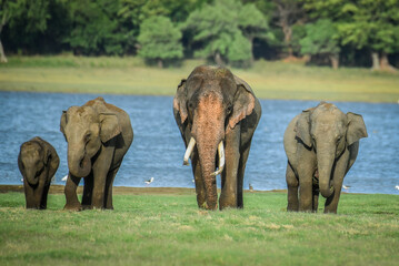 Fototapeta premium Dominant male elephant with tusks, accompanied by females and a calf, walking towards the camera in their natural wetland habitat