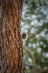 Obraz premium A curious Tufted Gray Langur (Semnopithecus priam) is peeking from behind a large tree trunk in the wild jungles of Sri Lanka
