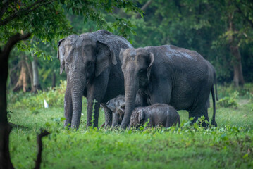 Protective mother elephants guarding their young babies in the wild. Beautiful wildlife photography showing elephant family bonds in their natural habitat © Yoshan