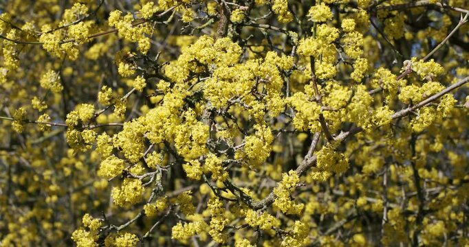 Cornelian cherry dogwood tree (Cornus mas) with profuse round clusters of vibrant golden-yellow flowers on brownish branches without leaves in early spring
