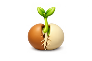 Seedling growth concept with split seed and emerging plant for nature and education design