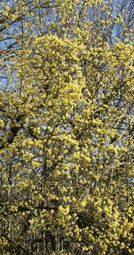  (Cornus mas) Upright branches of a male common dogwood or wild dogwood in full spring bloom display a profusion of bright yellow flower clusters on bare branches