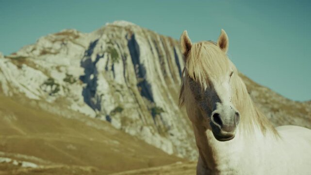 Portrait of a lonely white horse near rocky areas in Montenegro national park Durmitor